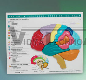 Brain Puzzle Model